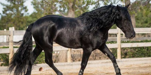Cavallo_razza_Murgese