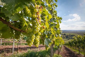 vigna-vigneto-uva-bianca-grappolo-by-hykoe-fotolia-750