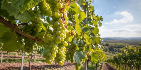 vigna-vigneto-uva-bianca-grappolo-by-hykoe-fotolia-750